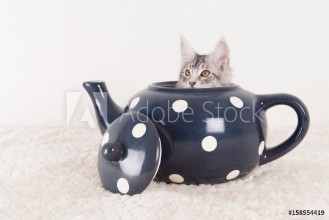 Bild på Maine coon kitten in tea pot